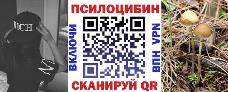 Псилоцибиновые грибы Psilocybe  Купить  Пермь 